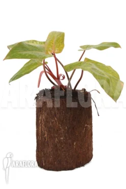 Philodendron Painted Lady -Green Haven Sales Store Philodendron Painted Lady 2