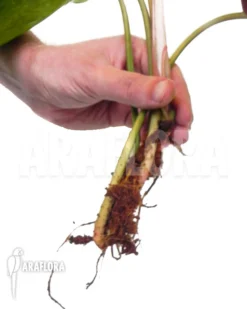 Philodendron Painted Lady Starter -Green Haven Sales Store Philodendron Painted Lady starter 3