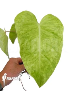 Philodendron Painted Lady Starter -Green Haven Sales Store Philodendron Painted Lady starter 4