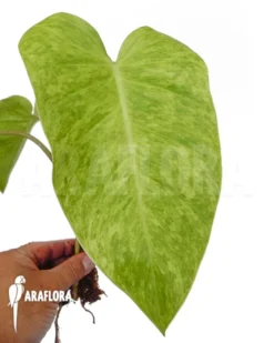 Philodendron Painted Lady Starter -Green Haven Sales Store Philodendron Painted Lady starter 5