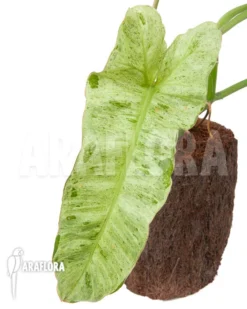 Philodendron Paraiso Verde