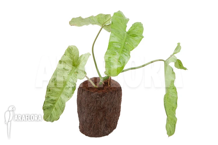 Philodendron Paraiso Verde 2 Philodendron Paraiso Verde - Image 2