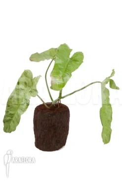 Philodendron Paraiso Verde 7 Philodendron Paraiso Verde -Green Haven Sales Store Philodendron Paraiso Verde 3