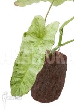 Philodendron Paraiso Verde 8 Philodendron Paraiso Verde -Green Haven Sales Store Philodendron Paraiso Verde 4