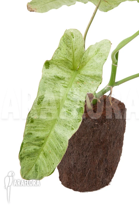 Philodendron Paraiso Verde 4 Philodendron Paraiso Verde - Image 4