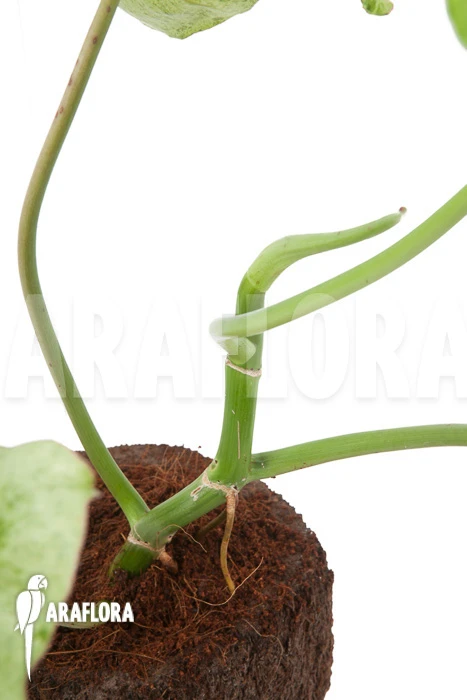 Philodendron Paraiso Verde 5 Philodendron Paraiso Verde - Image 5