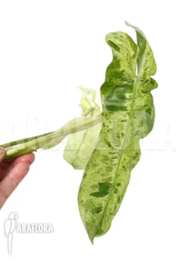 Philodendron Paraiso Verde 'rooted Cutting'