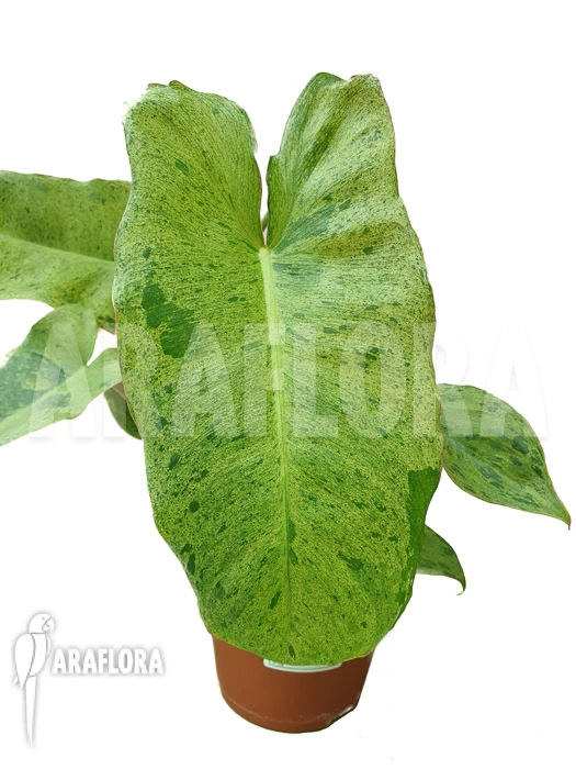 Philodendron Paraiso Verde 'starter' 1 Philodendron Paraiso Verde 'starter'