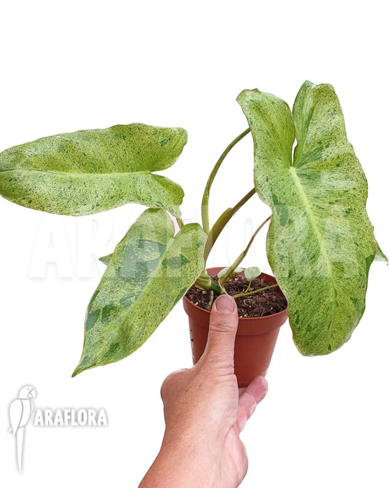 Philodendron Paraiso Verde 'starter' 2 Philodendron Paraiso Verde 'starter' - Image 2