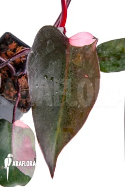 Philodendron Pink Princess -Green Haven Sales Store Philodendron Pink Princess 3
