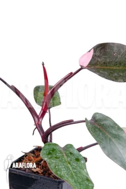 Philodendron Pink Princess -Green Haven Sales Store Philodendron Pink Princess 4