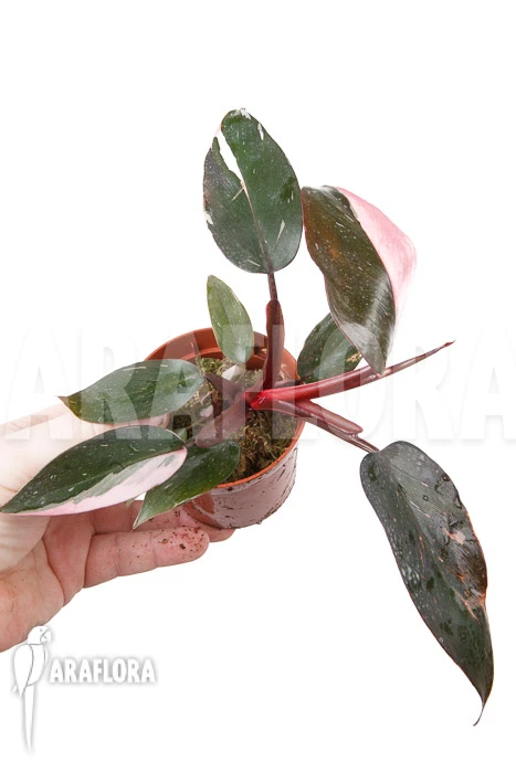 Philodendron Pink Princess “Starter” 1 Philodendron Pink Princess “Starter”