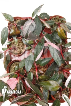 Philodendron Pink Princess “Starter” 5 Philodendron Pink Princess “Starter” -Green Haven Sales Store Philodendron Pink Princess Starter 3