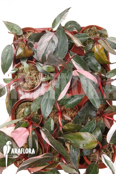 Philodendron Pink Princess “Starter” 3 Philodendron Pink Princess “Starter” - Image 3