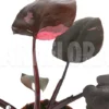 Philodendron Pink Princess 'Type B' 'L'
