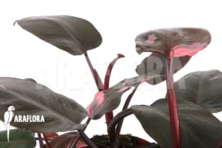 Philodendron Pink Princess 'Type B' 'L' -Green Haven Sales Store Philodendron Pink Princess TypeB L 3