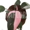 Philodendron Pink Princess (Wide)
