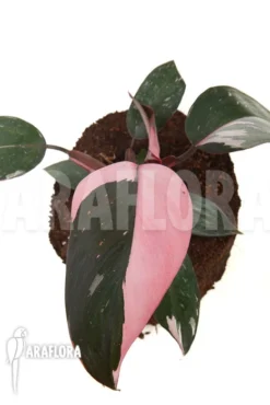 Philodendron Pink Princess (Wide)