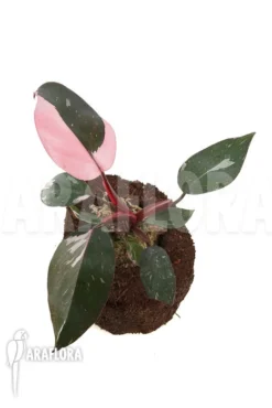 Philodendron Pink Princess (Wide) 7 Philodendron Pink Princess (Wide) -Green Haven Sales Store Philodendron Pink Princess Wide 4