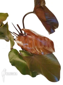 Philodendron New 'named Purple Congo' -Green Haven Sales Store Philodendron Purple Congo 6