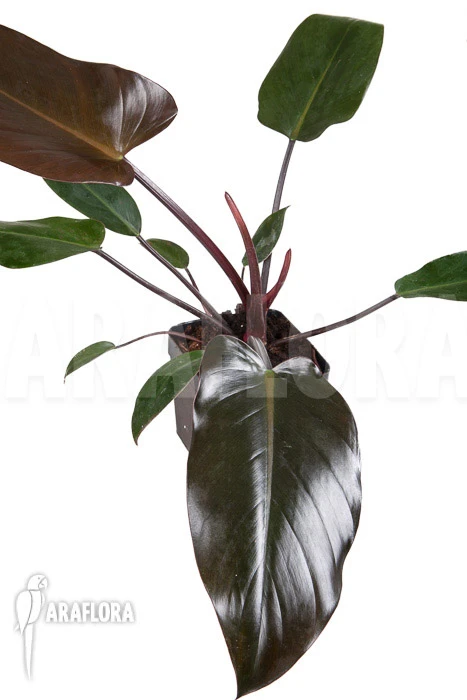 Philodendron X 'Red Congo' 1 Philodendron X 'Red Congo'