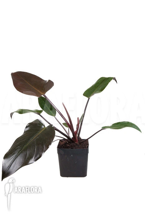 Philodendron X 'Red Congo' 2 Philodendron X 'Red Congo' - Image 2