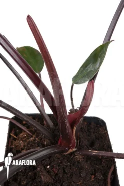Philodendron X 'Red Congo' 6 Philodendron X 'Red Congo' -Green Haven Sales Store Philodendron Red Congo 3