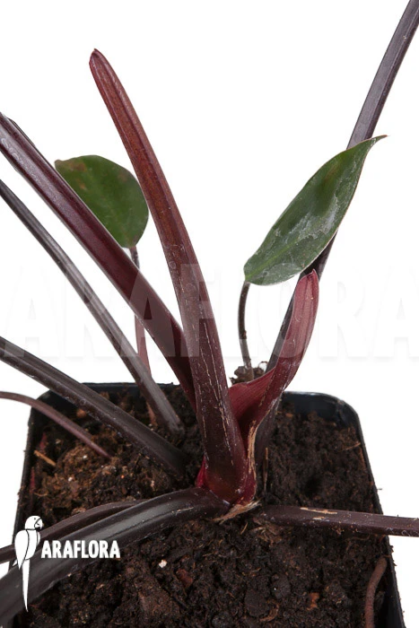 Philodendron X 'Red Congo' 3 Philodendron X 'Red Congo' - Image 3