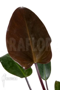 Philodendron X 'Red Congo' 7 Philodendron X 'Red Congo' -Green Haven Sales Store Philodendron Red Congo 4