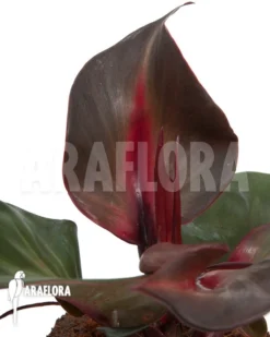Philodendron 'Red Heart' -Green Haven Sales Store Philodendron Red Heart 3