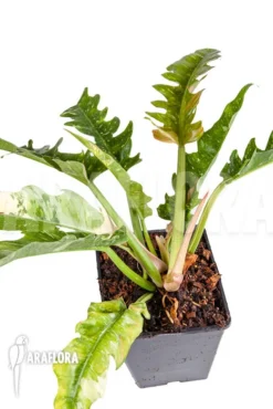 Philodendron 'Ring Of Fire' -Green Haven Sales Store Philodendron Ring of Fire 2