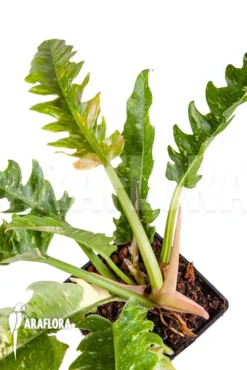 Philodendron 'Ring Of Fire' -Green Haven Sales Store Philodendron Ring of Fire 3