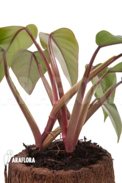 Philodendron 'Ruby Nieuw' -Green Haven Sales Store Philodendron Ruby nieuw 3