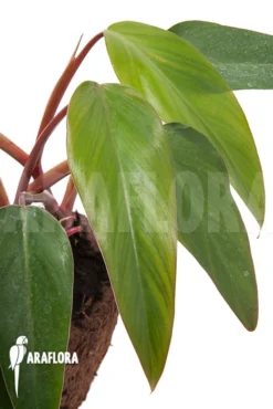 Philodendron 'Ruby Nieuw' -Green Haven Sales Store Philodendron Ruby nieuw 4