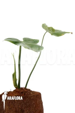 Philodendron Applanatum -Green Haven Sales Store Philodendron applanatum 3