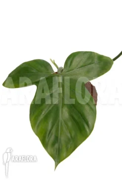 Philodendron Applanatum -Green Haven Sales Store Philodendron applanatum 4