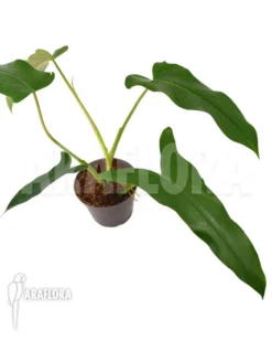 Philodendron Atabapoense 'M' Cutting