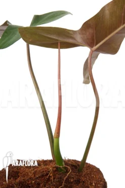 Philodendron Atabapoense Cutting 'S'