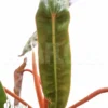 Philodendron Billietiae