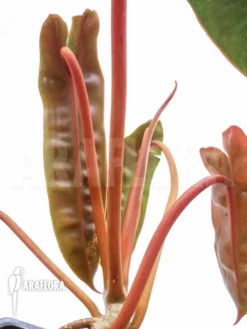 Philodendron Billietiae -Green Haven Sales Store Philodendron billietiae 2