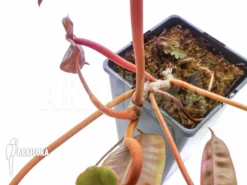 Philodendron Billietiae -Green Haven Sales Store Philodendron billietiae 3