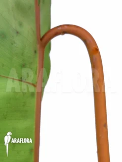 Philodendron Billietiae -Green Haven Sales Store Philodendron billietiae 4