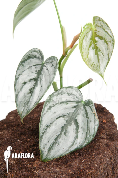 Philodendron Brandtianum Starter 1 Philodendron Brandtianum Starter