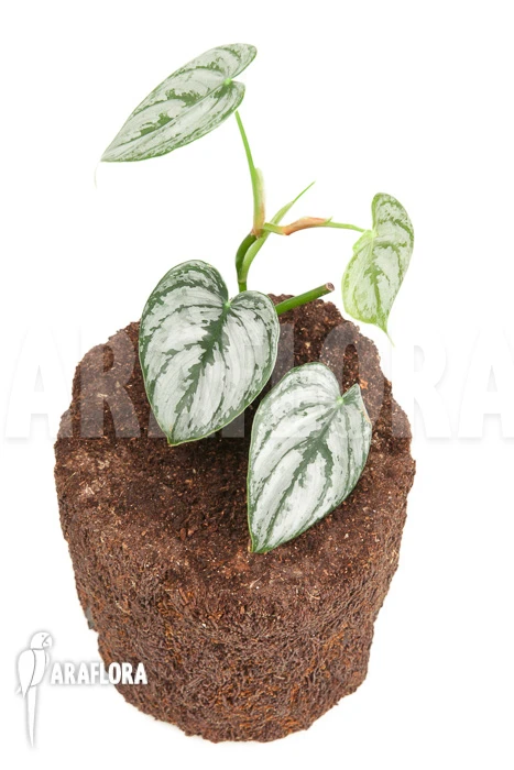 Philodendron Brandtianum Starter 2 Philodendron Brandtianum Starter - Image 2