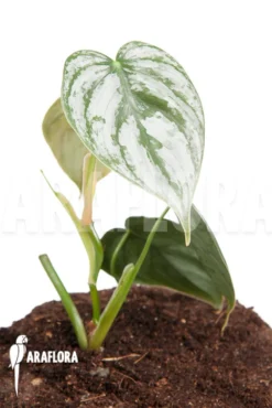 Philodendron Brandtianum Starter 8 Philodendron Brandtianum Starter -Green Haven Sales Store Philodendron brandtianum 3