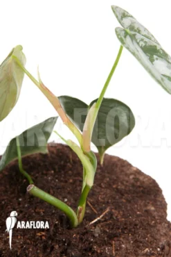 Philodendron Brandtianum Starter 9 Philodendron Brandtianum Starter -Green Haven Sales Store Philodendron brandtianum 4