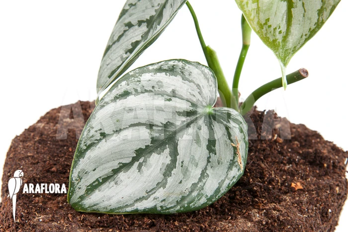 Philodendron Brandtianum Starter 5 Philodendron Brandtianum Starter - Image 5