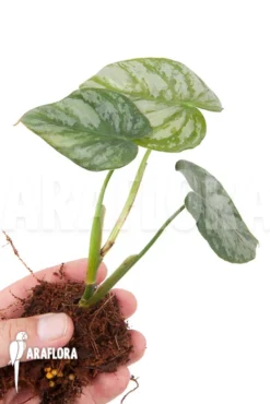 Philodendron Brandtianum Starter 11 Philodendron Brandtianum Starter -Green Haven Sales Store Philodendron brandtianum 6