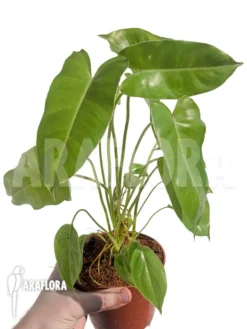 Philodendron Burle-marx