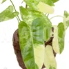 Philodendron Burle-marxii Variegated P2